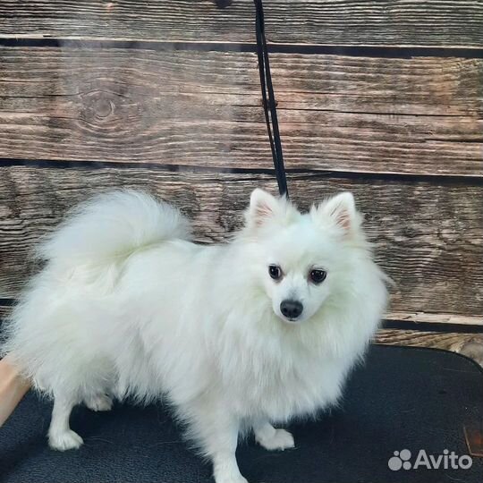 Грумер стрижка собак