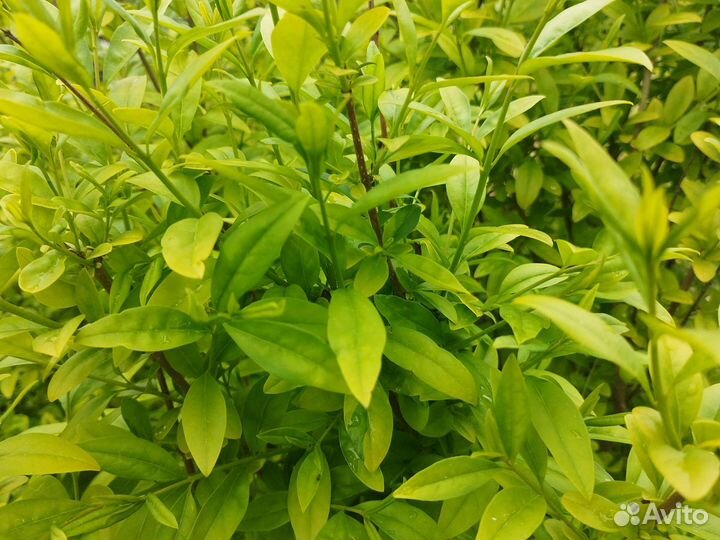 Растения для сада и дачи