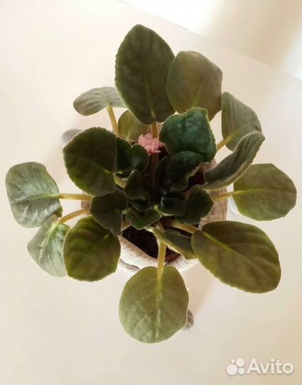 Фиалка комнатная цветущая