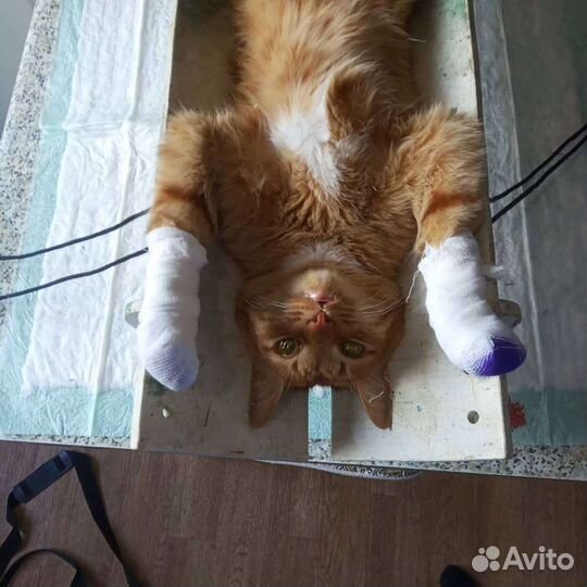 Ветеринарный врач на дом