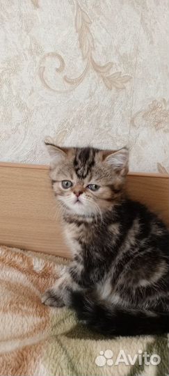 Экзотические котята