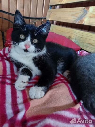 Малышня ищет дом