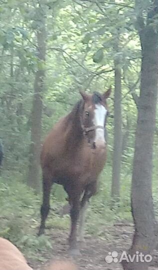 Лошадь кобыла