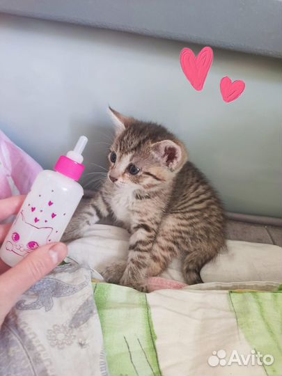 Молочная смесь Lactol Kitty Milk Beaphar для котят