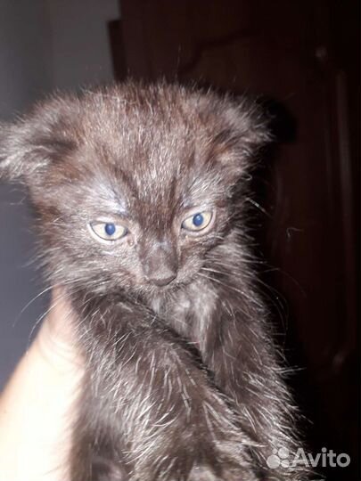 Котята отдам в добрые руки бесплатно