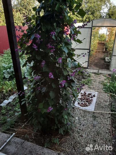 Семена Долихос лаблаб