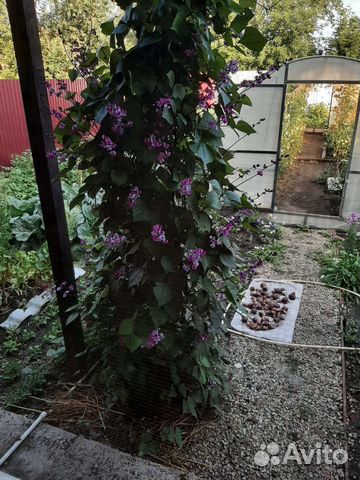 Семена Долихос лаблаб