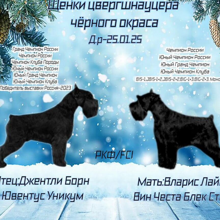 Щенки миниатюрного шнауцера