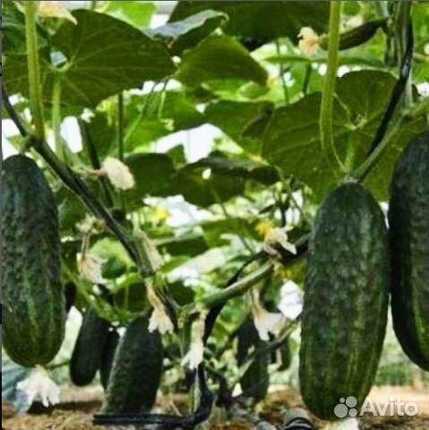 Огурец Litte Leaf(Маленький лист)
