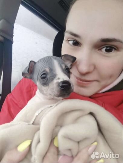 Перевозка животных зоотакси