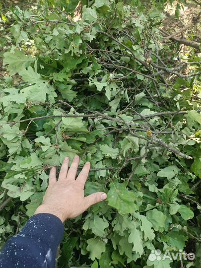 Дубовые веники для бани-заготовки