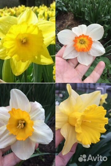 Ирисы, тюльпаны, нарциссы