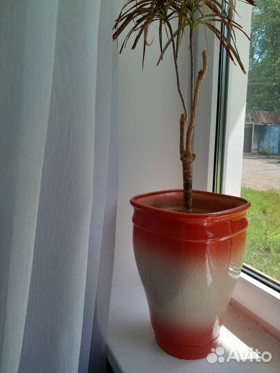 Керамические горшки для цветов бу