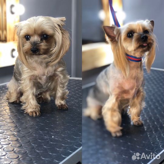 Требуется модель собачки