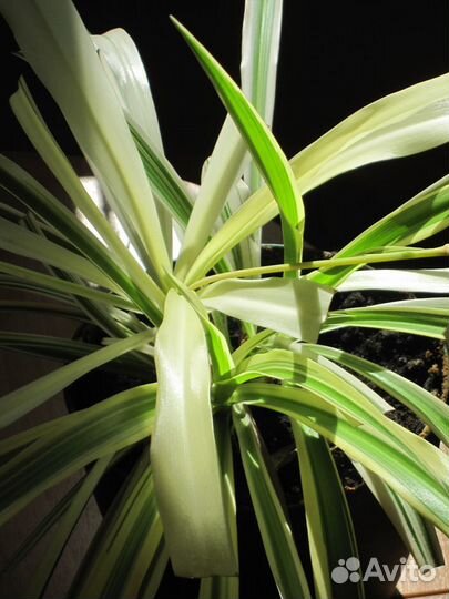 Великолепный хлорофитум - для дома, офиса и дачи