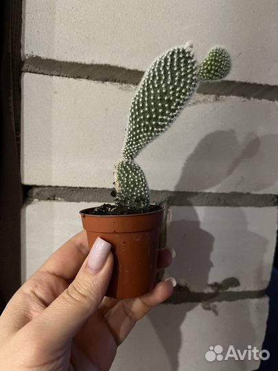 Опунция мелковолосистая