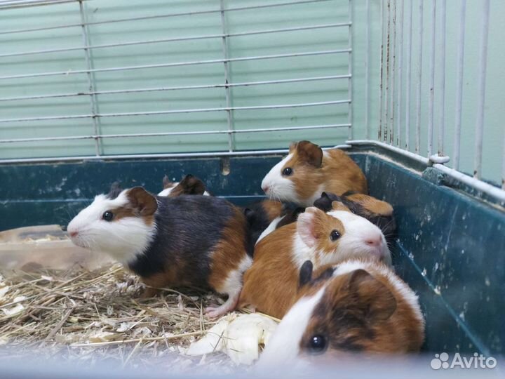 Морские малышки