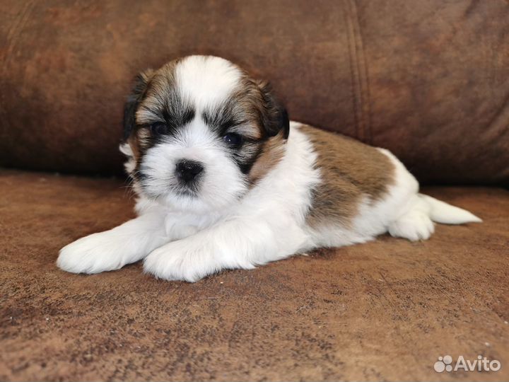 Ши-тцу 2мес