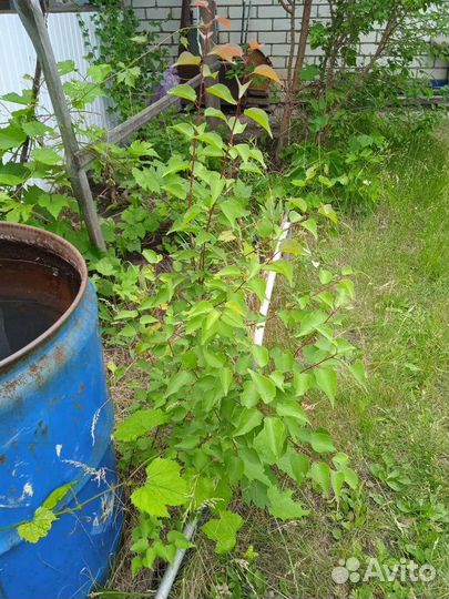 Саженцы абрикоса