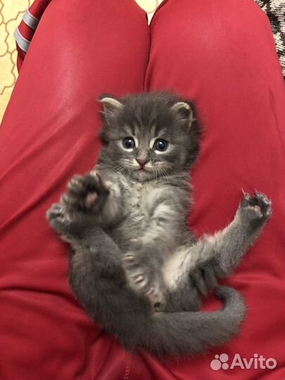 Котенок ищет дом