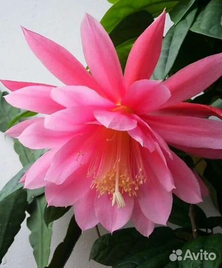 Лесной кактус