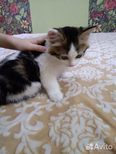 Котята в добрые руки бесплатно