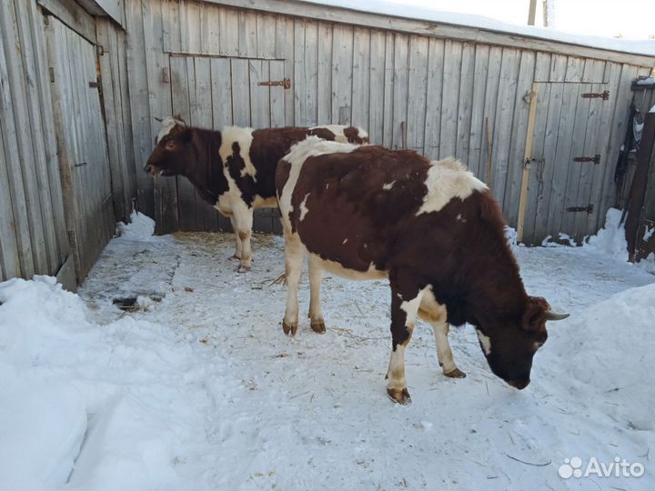 Телки стельные, коровы