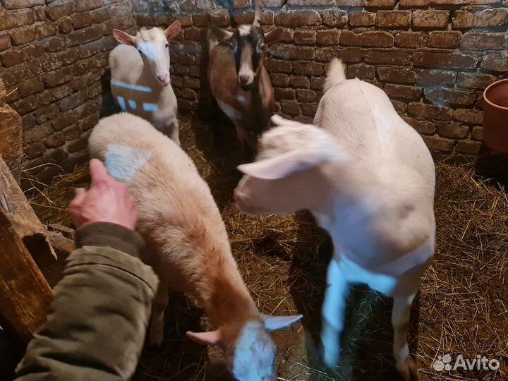 Альпийские козы