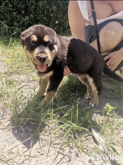 Собака в добрые руки щенок