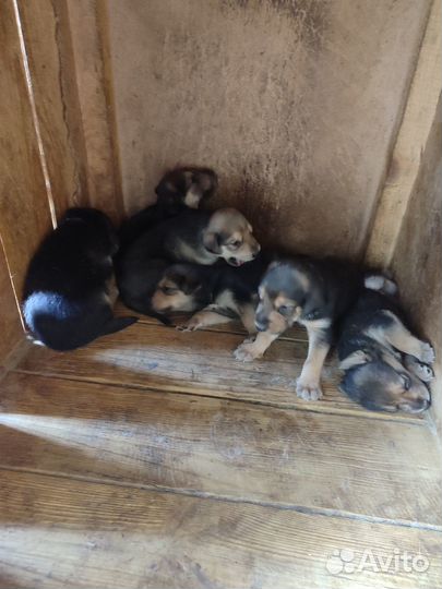 Продам щенков Русской гончей