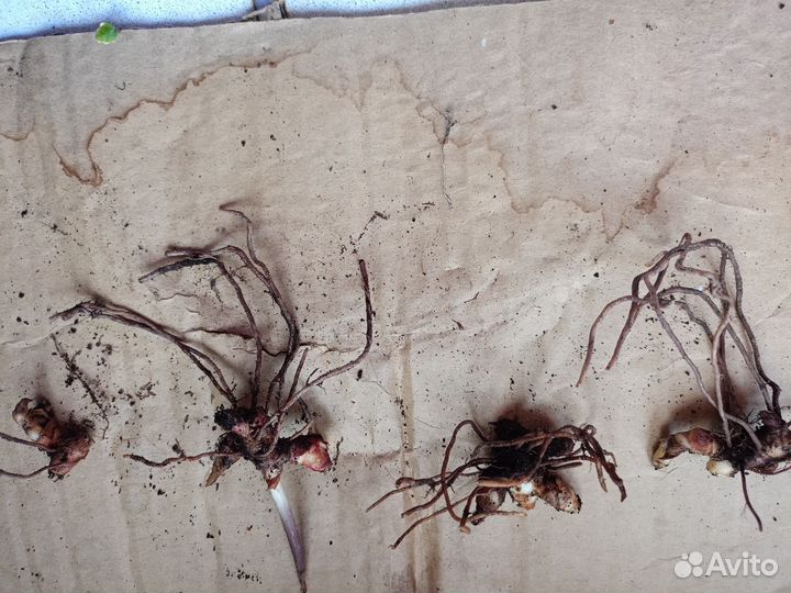 Строманта меджик стар