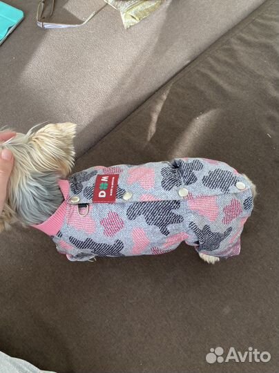 Костюм для собак