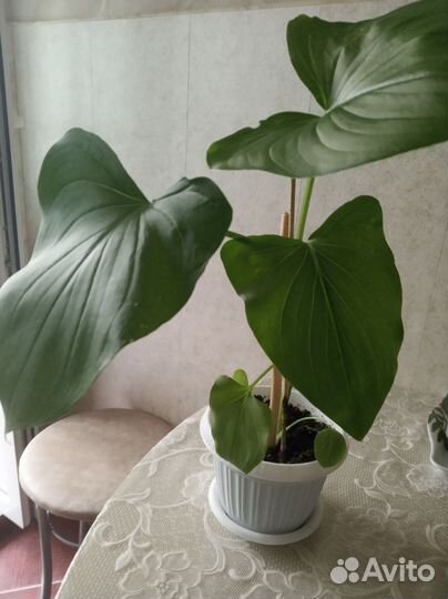 Калла эфиопская, домашняя