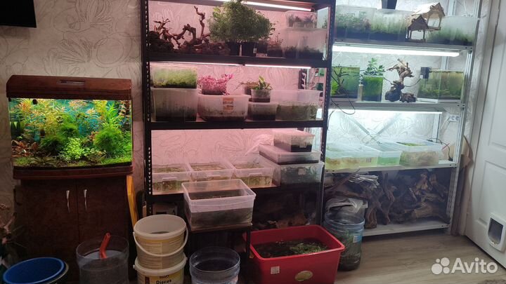 Аквариумные растения