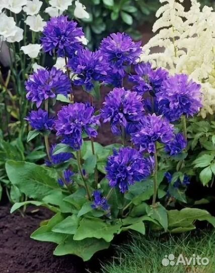 Многолетние растения для брони