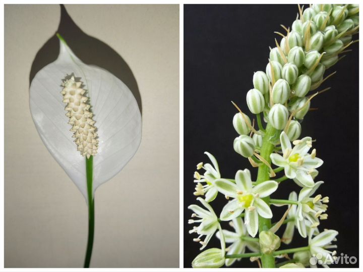 Спатифиллум, Индийский лук