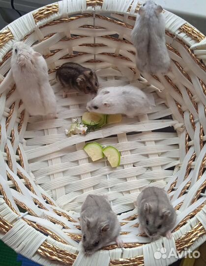 Джунгарские хомяки (клетки)