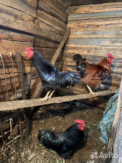 Петух джерсийский гигант