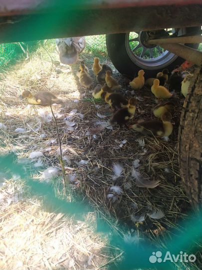 Утята индоутки тяжёлые линии