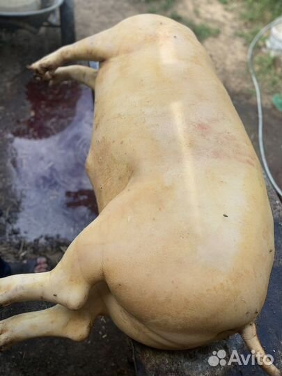 Мясо свинина домашняя с доставкой