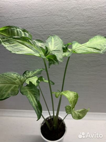 Лягушка (Сингониум)