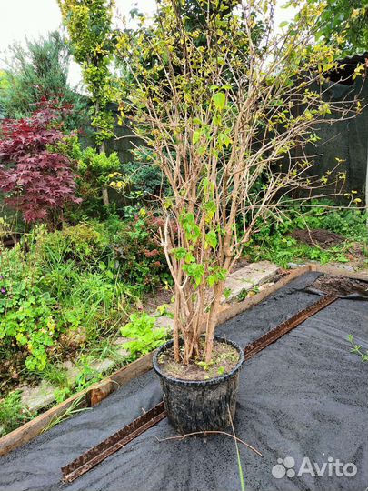 Чубушник жасмин,спирея,ирисы,сирени