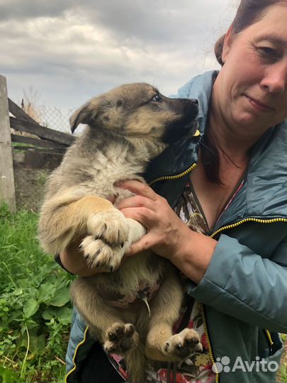 Щенки бесплатно