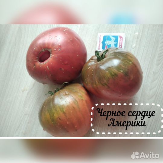 Рассада томатов