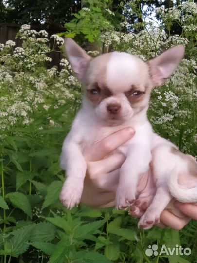 Чихуахуа щенок мальчик крошка