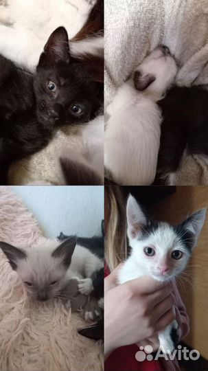 Кошки в добрые руки бесплатно