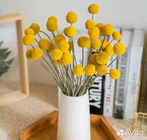 Цветы Краспедия Барабанные палочки семена объявление продам