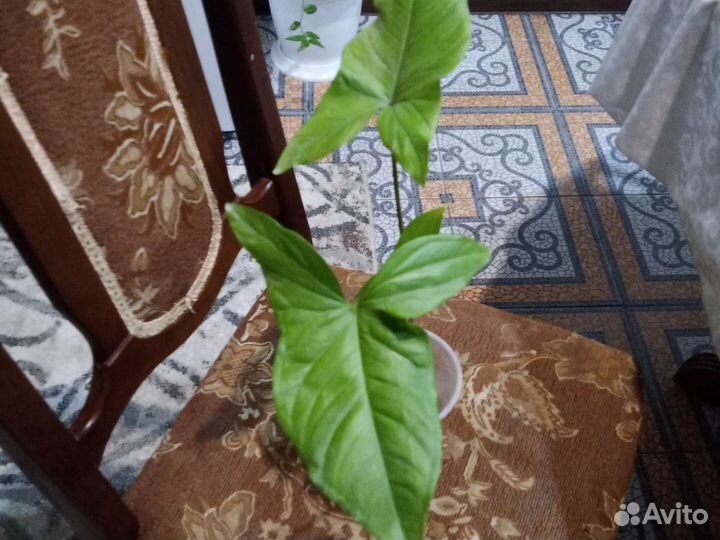 Сортовые Сингониумы и Аглаонемы