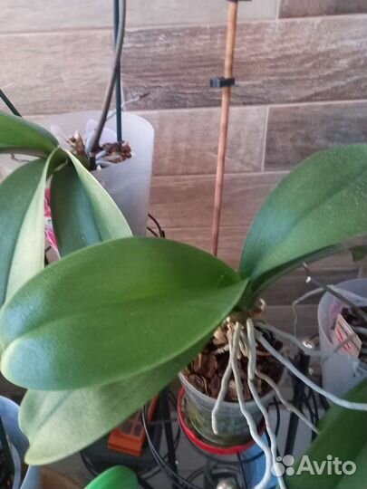 Орхидея фаленопсис