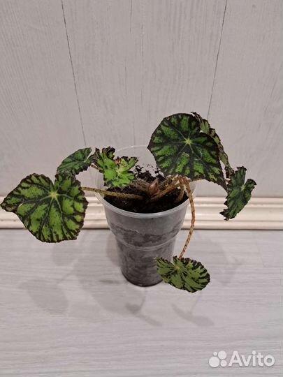 Гипоэстеса, бегония тигровая